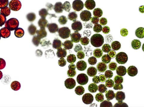 Haematococcus pluvialis green and cyst algae under microscopic view - haematocyst, active and resting cells, strong antioxidant astaxanthin
