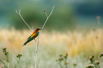 Colorful Bee Eater in the Danube Delta	