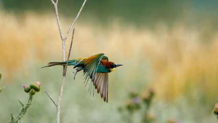 Colorful Bee Eater in the Danube Delta	