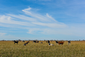 Cows grazing in the field, in the Pampas plain, Argentina