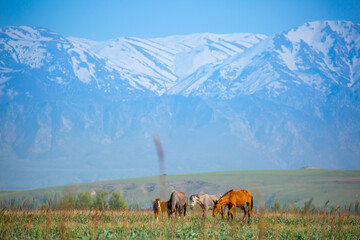 Naklejka premium Horse and newborn foal on the background of mountains, a herd of horses graze in a meadow in summer and spring, the concept of cattle breeding, with place for text.