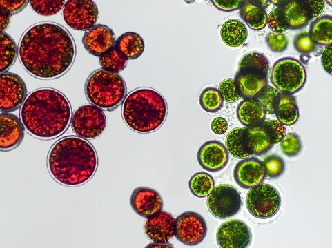 Haematococcus pluvialis green and cyst algae under microscopic view - haematocyst, active and resting cells, strong antioxidant astaxanthin