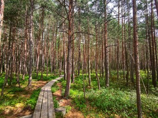 Holzsteg durch den Wald - National Park