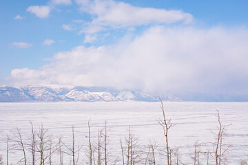 Trees on Olkhon Island near Shamanka, Baikal, Russia