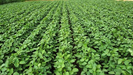 Fototapeta na wymiar Field of soybean