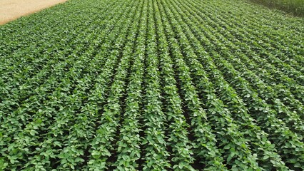 Soybean