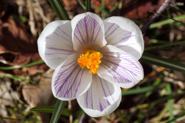Fototapeta premium Close up white purple flowering crocus, family Iridaceae in the sun. Yellow, stamens, pistil, Dutch garden. Faded, withered leaves. March