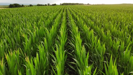 Corn Zea mays