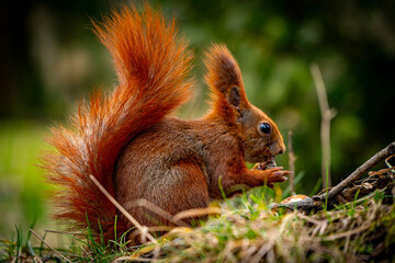 Red squirrel.