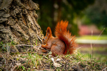 Red squirrel.
