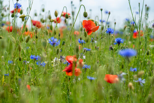 Łąka kwiatowa (maki i chabry)