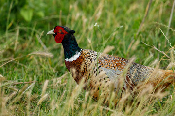 Wild Pheasant in the grassland of the Danube Delta