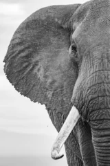 Foto op Aluminium elephant in black and white © Maurice