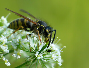 Adult large wasp, Vespula vulgaris. The wasp pollinates white bloom, it is enveloped with pollen. Background.