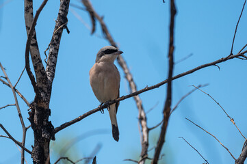 Lanius collurio - Red-backed shrike - Pie-grièche écorcheur