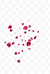 Delicate Blossom Spring Vector Transparent