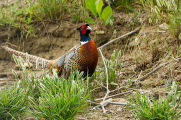 Fototapeta premium Wild Pheasant in the grassland of the Danube Delta