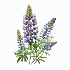 Watercolor blue lupine flowers on white background. Generative AI art.