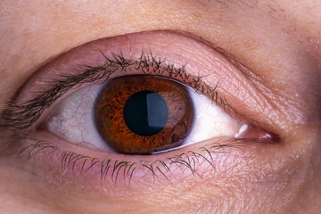 Closeup of human eye, macro shot. Macro shot of brown eye. Female eye without makeup