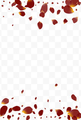 Beautiful Blossom Japanese Vector Transparent