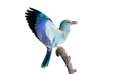 blue bird isolated on white background