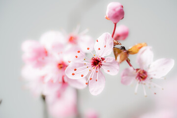 japanische Kirschbl&uuml;te08