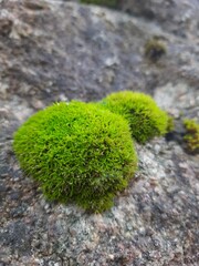 moss on the rock