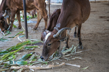 cows in an indian gaushala. selective focus, shallow depth of field, follow focus, or blur
