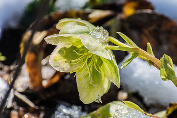 the sun shines on a hellebore covered with snow hat in early spring
