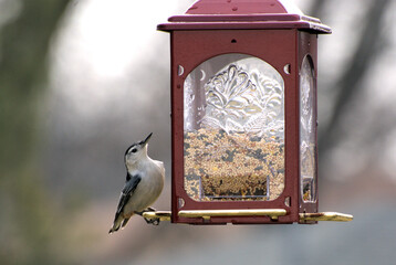 A nuthatch at backyard bird feeder. Northern Illinois, USA.