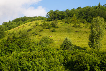 Fototapeta na wymiar Carpathian nature in summer