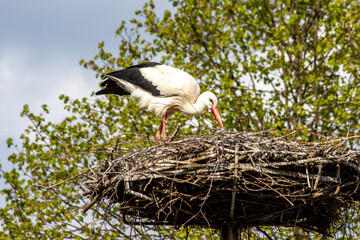 Stork standing in the nest 