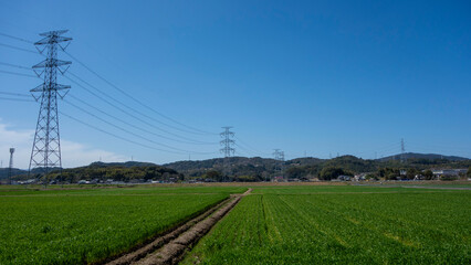 春の青空の下に新緑の麦畑と高圧送電線の鉄塔。Fresh green wheat fields and high-voltage transmission line towers under the blue sky.