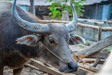 thai buffalo