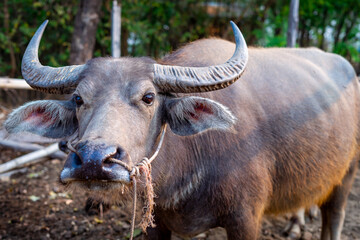 thai buffalo