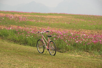 Fototapeta na wymiar Pink bike with black saddle parked in cosmos field Fields of pink, white, red cosmos flowers scattered in farms near the mountains. A bicycle with the atmosphere of a flower field in a foggy morning. 