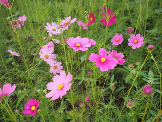 Pink beautiful cosmos or Mexican Daisy  . Scientific name: Cosmos bipinnatus Cav.,  Have light...