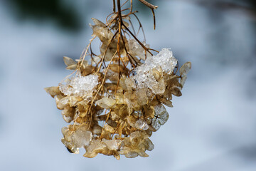 Ice covers the faded flowers of the hortensia on a cold day in spring in the city garden