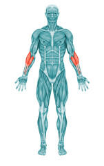 Fototapeta premium Forearms Anatomy Muscles 