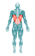 Latissimus Dorsi Anatomy Muscles 