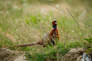 Wild Pheasant in the grassland of the Danube Delta	
