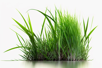 generative ai illustration of  grass isolated against white background