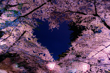弘前公園　夜桜