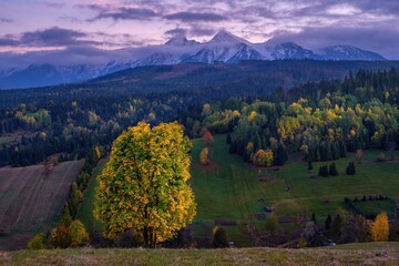 Beautiful autumn evening on a pasture under rocky mountains with a wild forest, a beautiful yellow...