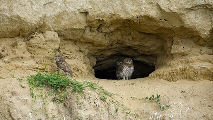 The Little Owls in a Cave in the Danube Delta of Romania