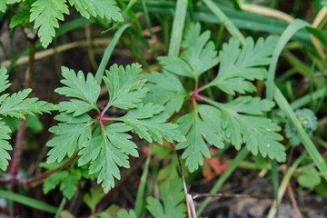 Close Up Shot Of Geranium Purpureum
