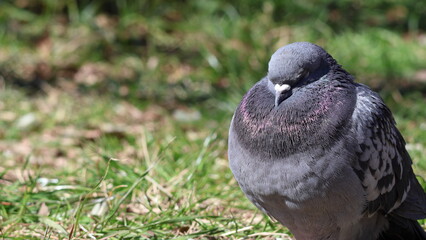 芝生で眠るハト