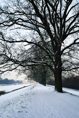 Obraz premium Snow-covered trail for walking along the avenue of trees in winter in the evening.