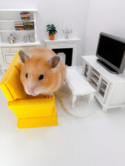Cute Syrian hamster watching television on a white couch in a yellow living room