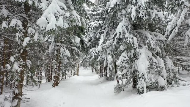 fantastic snowy winter forest with a forest path,drone photography,

